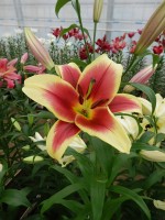 [4169 Flavia VWS No02.JPG]